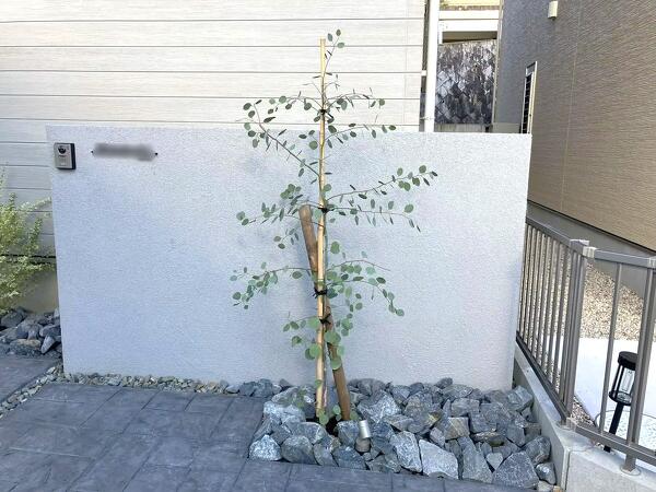 植栽が彩る我が家の顔