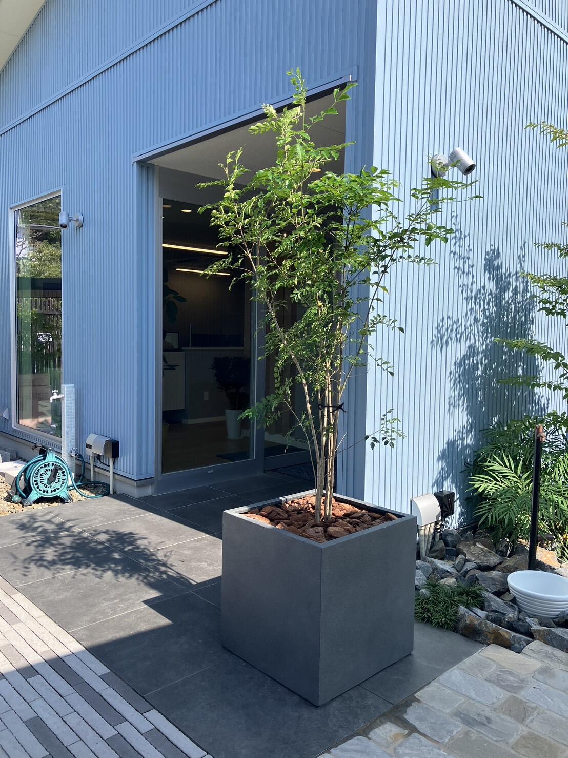 シマトネリコ（高さ4.0メイトル） シマトネリコ（高さ4.0メイトル