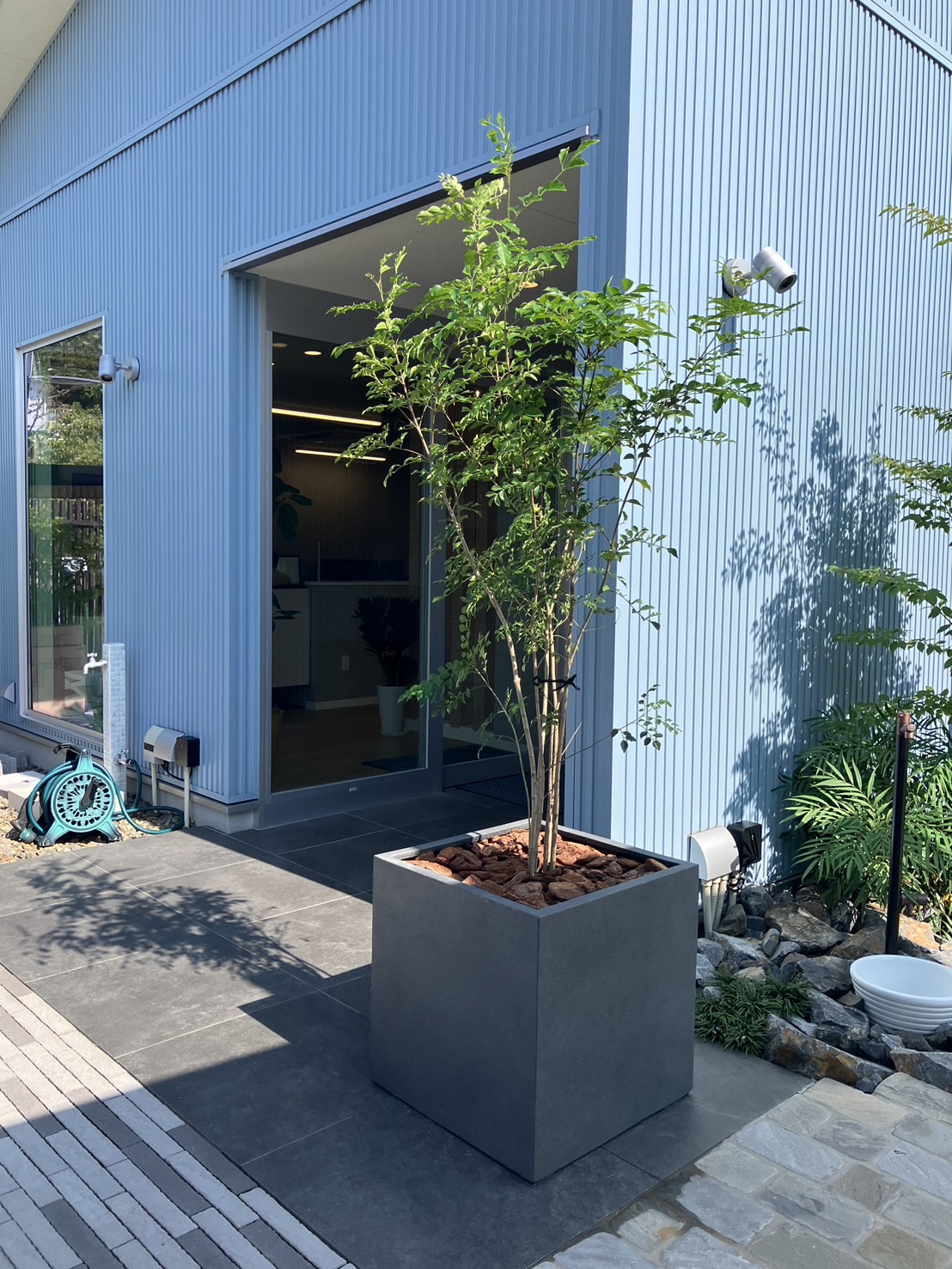 ◇ シマトネリコ 鉢植えしました ◇ | コラム | tetra 長久手店