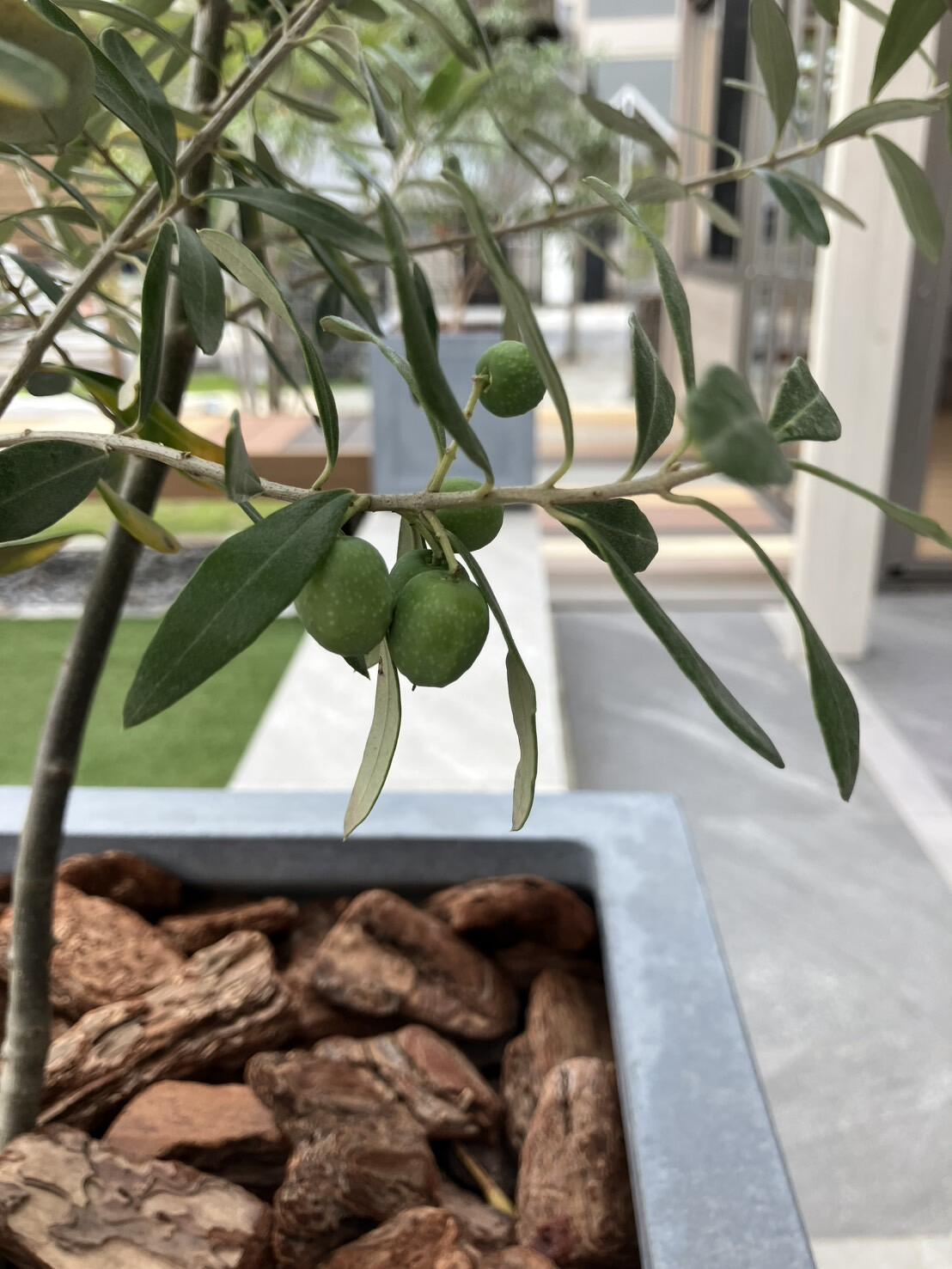 ◇ 鉢植えツインズ ◇ | コラム | tetra 長久手店