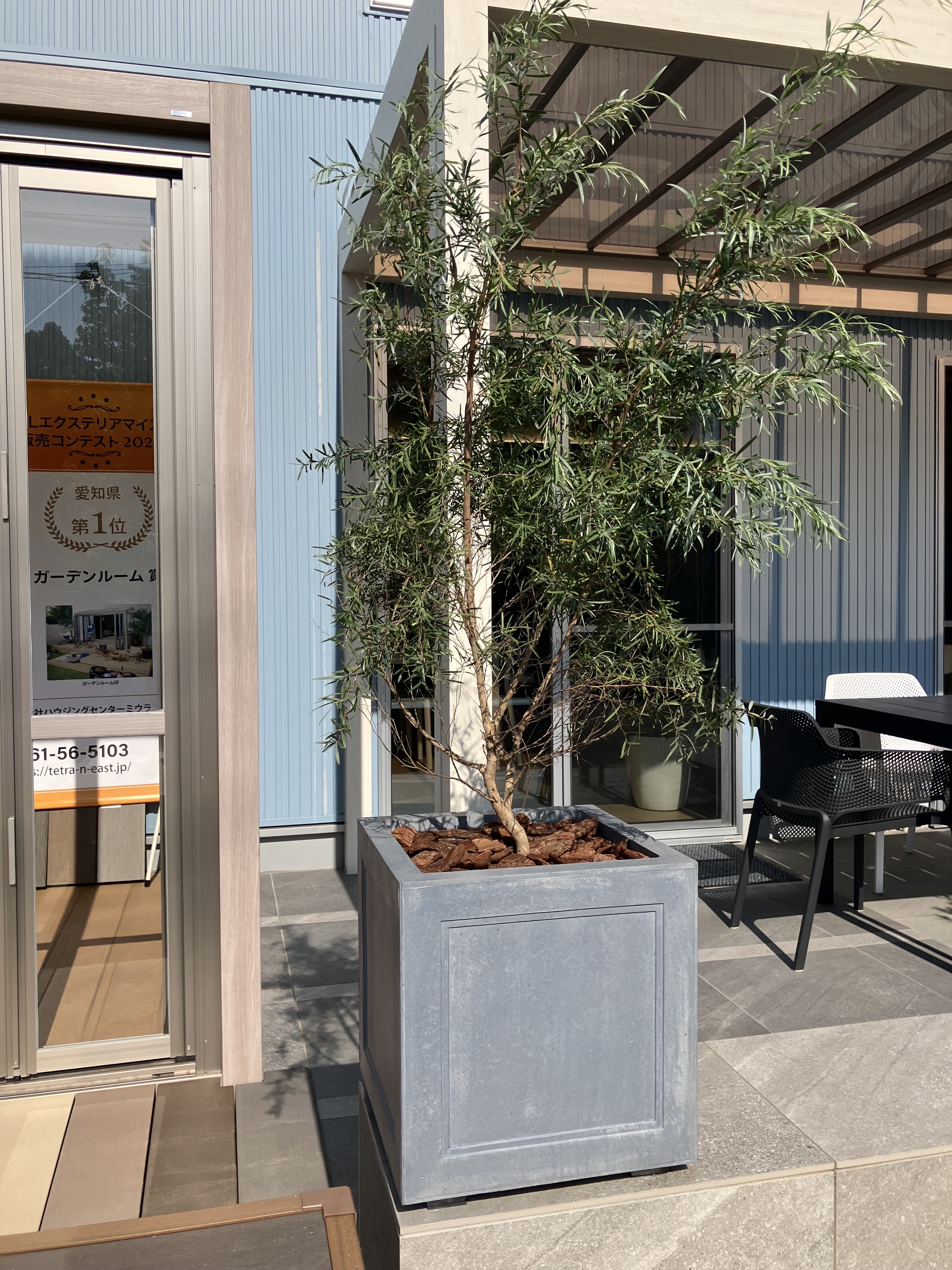 ◇ 鉢植えツインズ ◇ | コラム | tetra 長久手店