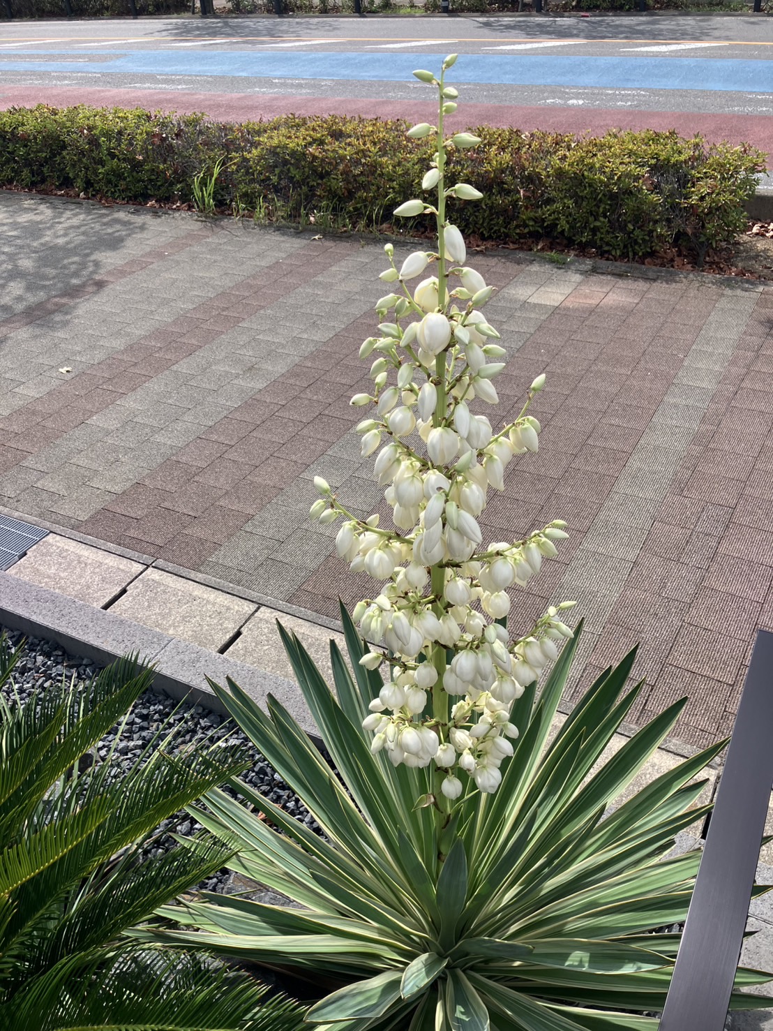 ユッカ　青年の樹　葉植物 白い花付き　見事な花咲き　開運　幸運　幸せ ユッカ 青年の樹 葉植物 白い花付き 見事な花咲き 開運 幸運 幸せ